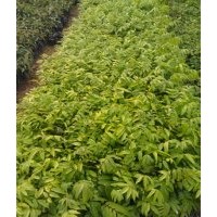 人面子樹苗，仁面子樹苗，人面子苗