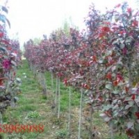 供應(yīng)垂絲海棠，王族海棠，絢麗海棠