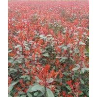 大量出售紅葉時(shí)楠、天竺桂、紫薇、紅豆杉等花卉苗木