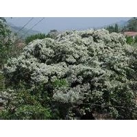 一年生流蘇小苗,兩年生流蘇小苗,21公分流蘇樹(shù)