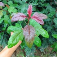 供應(yīng)珠穆朗瑪海棠品種純正