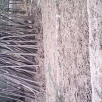 最新國槐價格最新國槐上車價格