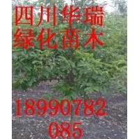 1-5CM香樟、1-4CM天竺桂大量出售