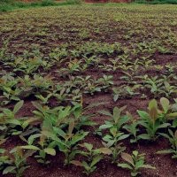 丹東厚樸苗木基地