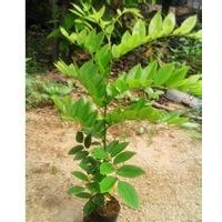 海南黃花梨（降香黃檀）小苗批發(fā)