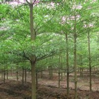 小葉欖仁小苗批發(fā)