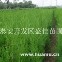 1米側(cè)柏小苗，2年生側(cè)柏苗價(jià)格