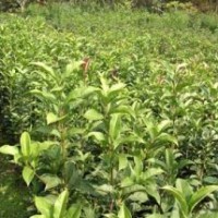 因土地征收，急售金桂苗，金桂樹