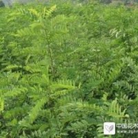 低價出售刺槐到中信苗木