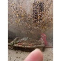 供應(yīng)安徽臘梅|合肥素心臘梅|肥西臘梅紅梅