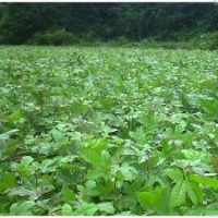 江西楓香，江西造林苗，江西木荷苗，江西濕地松價格