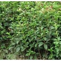 長期供應(yīng)四季桂/八月桂/紅桂花/塔柏/羅漢松/灑金柏/紅繼木等大中