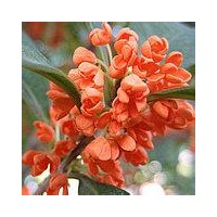 供應(yīng)桂花苗、丹桂、大葉朱砂桂苗、紅花狀元紅苗