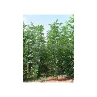 直銷(xiāo)綠化小苗白蠟苗 白臘小苗低價(jià)批發(fā)