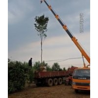 綠化苗木長期供應(yīng)白蠟,垂柳,速生國槐