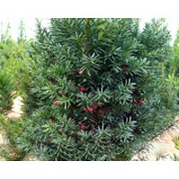 供應(yīng)伊思滕紅豆杉東方一號