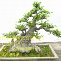 供應(yīng)山東榆樹苗 0.5-3公分榆樹苗 當(dāng)年榆樹苗 1-3年榆樹苗