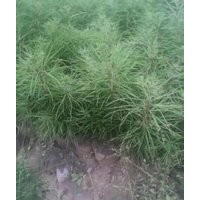 葡萄苗、花椒苗、白皮松、側(cè)柏、垂柳、刺槐苗、毛白楊