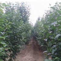 出售八棱海棠樹(shù)