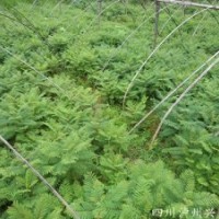 藍(lán)花楹苗，重慶藍(lán)花楹苗，藍(lán)花楹苗圖片