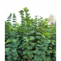 瀘州興隆園林公司供應(yīng)羊蹄甲苗，羊蹄甲苗價格