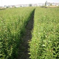 供應(yīng)大葉女貞小苗