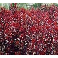 從生紫葉矮櫻新價(jià)格