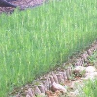 皂角，毛白楊，國(guó)槐，金絲柳，白皮松，油松，華山松