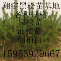 黑松價格行情趨勢