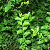 水蠟 水蠟種植 水蠟價格 沭陽縣靜怡綠化苗木園藝場