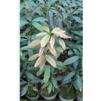 大量出售優(yōu)質(zhì)金絲楠木苗