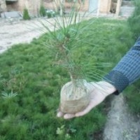 營養(yǎng)杯白皮松，白皮松占地苗，白皮松工程苗