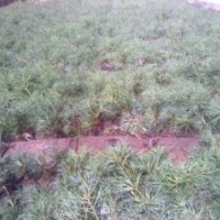 1米白皮松占地苗量大