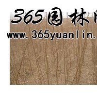 山西刺槐小苗出售、1年生刺槐苗、價格優(yōu)惠貨源充足
