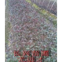 紅葉石楠20公分起,0.5元