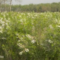 甘肅省樹苗出售油松，文冠果（又名：木瓜）