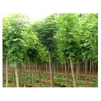 河南開封高桿女貞概述