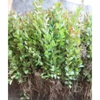 江蘇紫薇芽苗紫薇芽苗價(jià)格紫薇芽苗種植基地