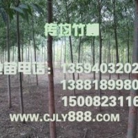 2012傳均竹柳最新報價