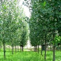 優(yōu)質(zhì)法桐，首選鳴祥園林，鳴祥法桐，價格電議