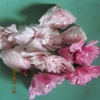 供應(yīng)可以食用的木槿花苗食用木槿樹苗