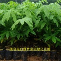 供應(yīng)綠化苗木人面子,人面子樹苗,人面子種苗,人面子小苗