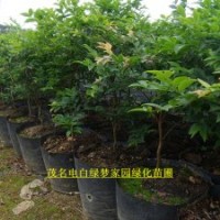 供應(yīng)樹(shù)葡萄（嘉寶果）小苗