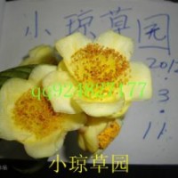 供多種規(guī)格的金花茶苗最新供應(yīng)
