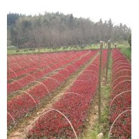 紅葉石楠金華地區(qū)最新報(bào)價(jià)