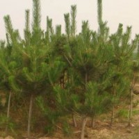 供應(yīng)莒南50-150黑松苗