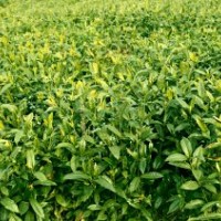 長(zhǎng)期供應(yīng)梔子苗