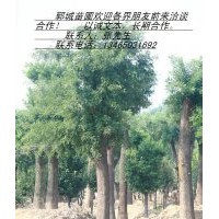 供應(yīng)法桐、國槐、白臘、銀杏、合歡等