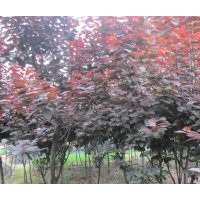 成都紅葉李優(yōu)價(jià)出售