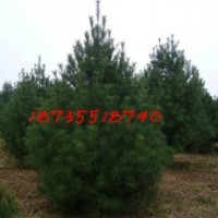 3米白皮松最新價格林場供應(yīng)2米白皮松占地樹苗